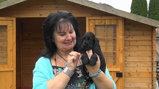 Familie Cocker Spaniel süßer geht es nicht mehr ☺ WERBUNG www.welpenvermittlung-hunde.at