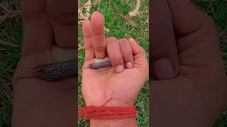 the largest shiny beetle I have ever found of its kind🦠🪲🐞 #insects#nature# beautiful insects#