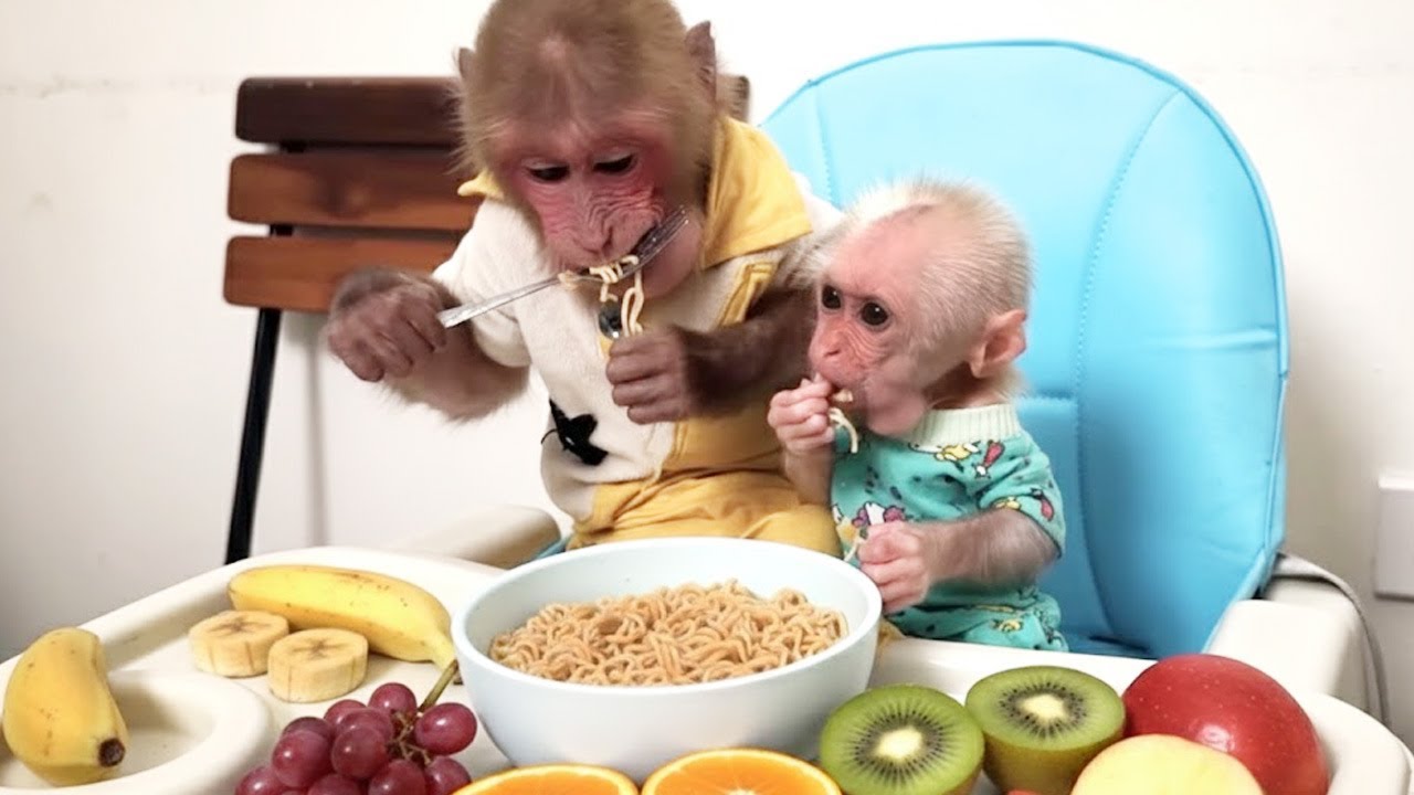 Adorable Compilation of Monkey BiBi and His Little Sister LaLa Together 🐵✨