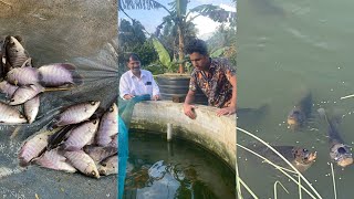 fish farm Palakkad Koi carp giant gourami breeding pair home breed #viralvideo #viral