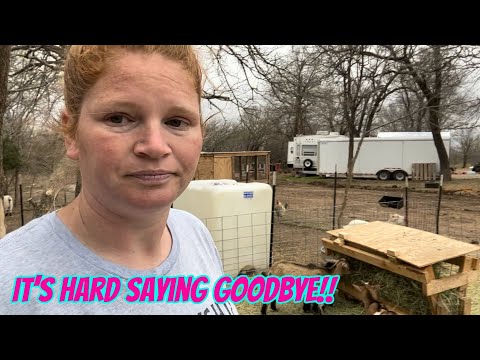 We Tried To Save Him | Farm Life Is Not Easy!!