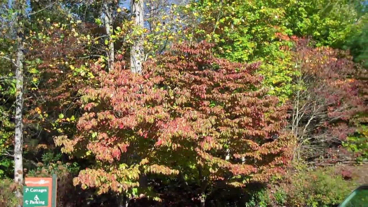 The Show Has Begun at Brasstown Valley Resort & Spa YouTube