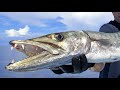 Best Barracuda Lures (For Trolling & Sight Fishing) 