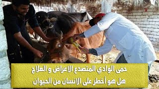 حمى الوادي المتصدع الأعراض والعلاج مع الدكتور حامد الاقنص