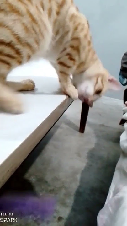 #penguin #funny #comedy #cuteanimals #dontleaveme #cute #subscribe #cat #cuteanimal #unfrez #trend