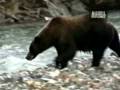 Untamed and Uncut - Grizzly Bear Battle