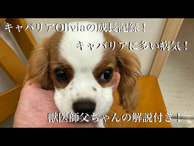 Oliviaがうちに来ました! キャバリアに多い病気