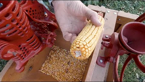 How to Shell and Grind Ear Corn by Hand | Chicken Feed, Bird Food, Cornmeal | Old Sheller, Grinder