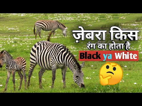 ज़ेब्रा किस रंग का होता है/owl, blue whale, snake & jhinga fish facts / Zoology Botany bio Facts