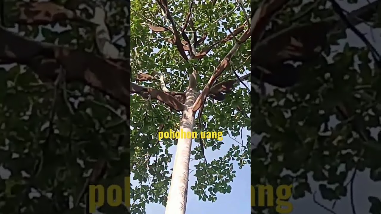 pohon sialang termegah 