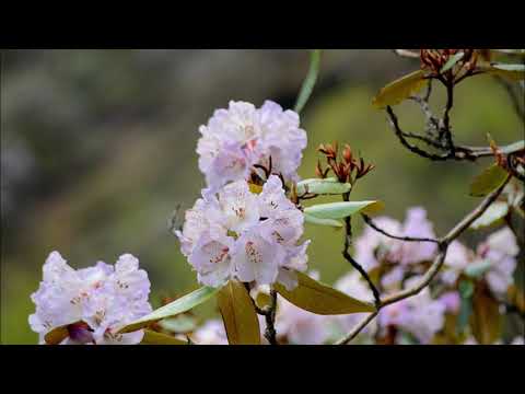 Vidéo: Parc national de la vallée des fleurs : le guide complet