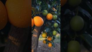 ​Orange Tree Timelapse: बीज से संतरा बनने का सफर! 🍊🌱 #shorts #short