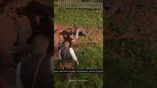 Cavando tumbas #yeyiton #reddeadredemptionv #rdr2 #parati