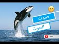 ما هو صوت الحوت  🐋