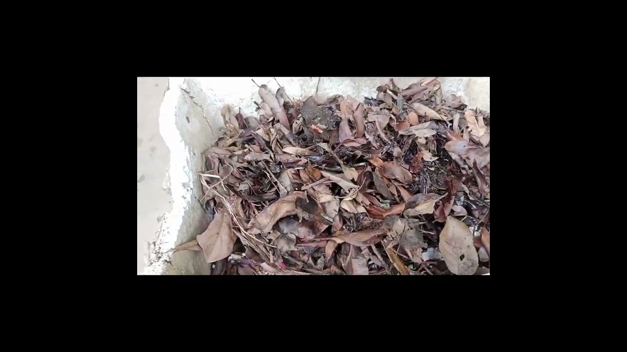 Deadwood leitha siamdan awlsam(home made deadwood fertilizer)..Jeranium tan a tha em em ni bawk