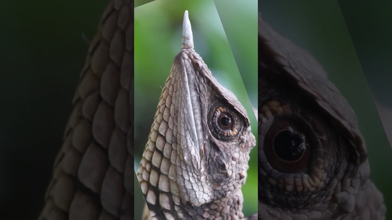 Rhino-horned Lizard (Ceratophora stoddartii)