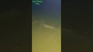 Raising Grass Carp In The Lake