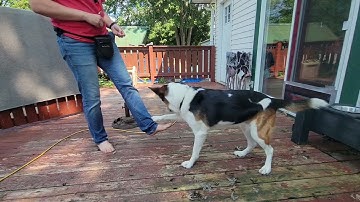 Using a target to teach new behaviour (complete) Exercise 7.5