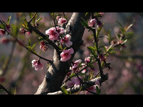 Βίντεο: Οπωροφόρα δέντρα Romeo Cherry – Πώς να καλλιεργήσετε κεράσια Romeo