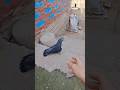 Pigeon 
