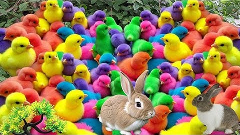 World Cute Chickens, Colorful Chickens, Rainbows Chickens, Cute Ducks, Cat, Rabbits,Cute Animals