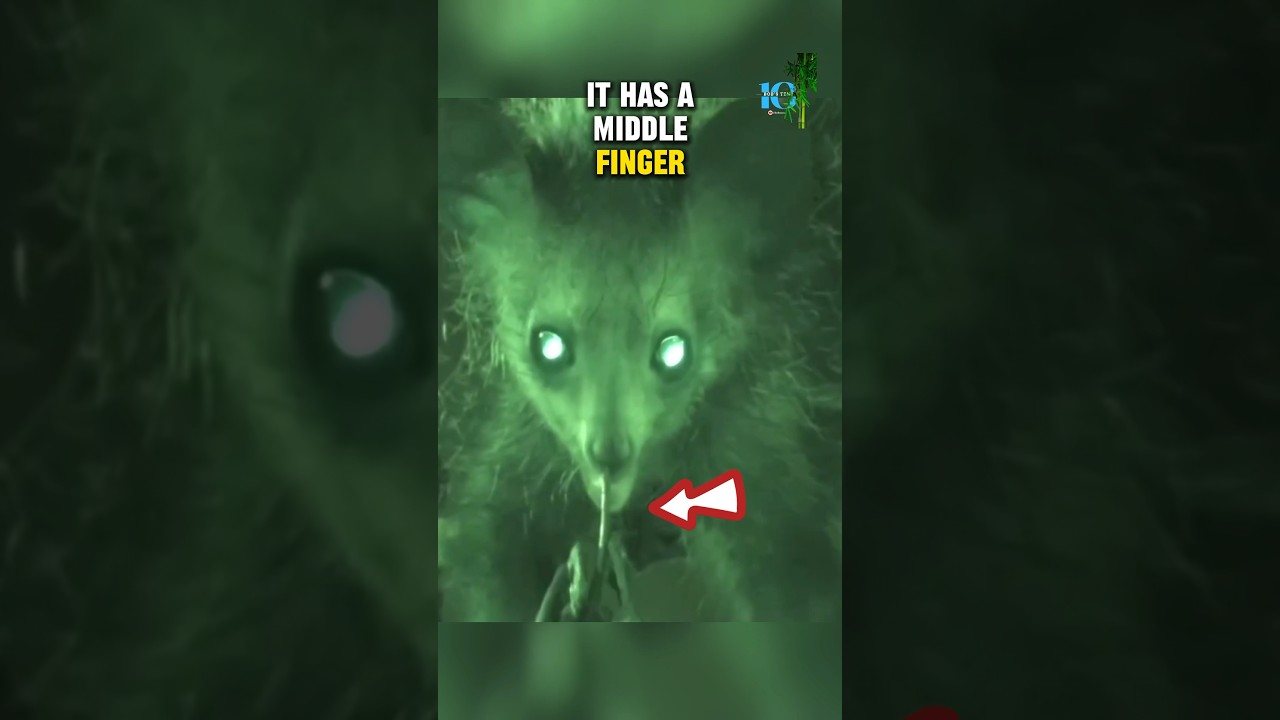 The scariest and weirdest Animal: Aye-aye