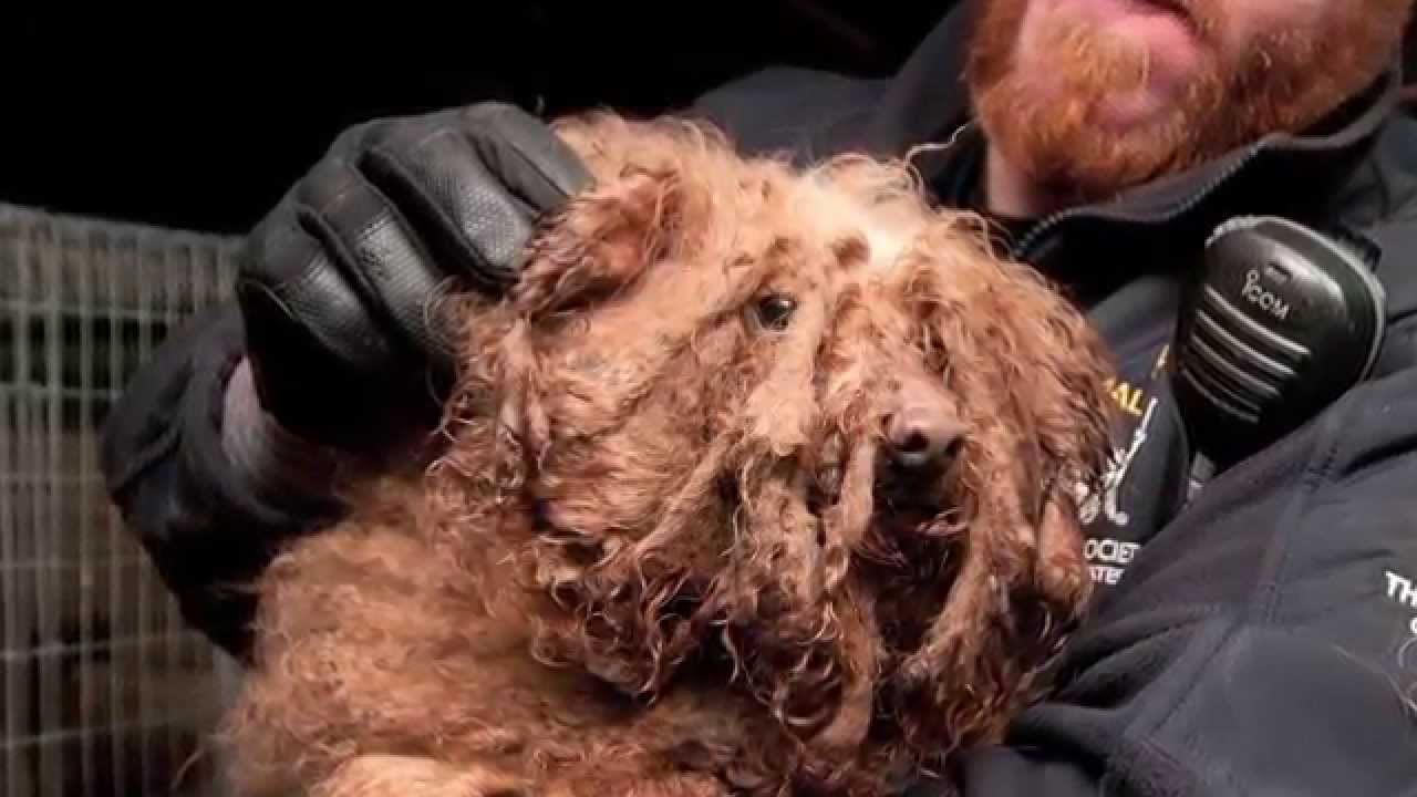 Puppy Mill Dog And New Mom Recover Together YouTube Puppy Mill Dog And New Mom Recover Together YouTube