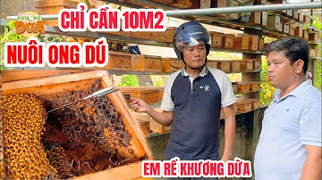 Độc lạ mô hình nuôi ONG DÚ kiếm hàng chục triệu mỗi tháng của em rể Khương Dừa