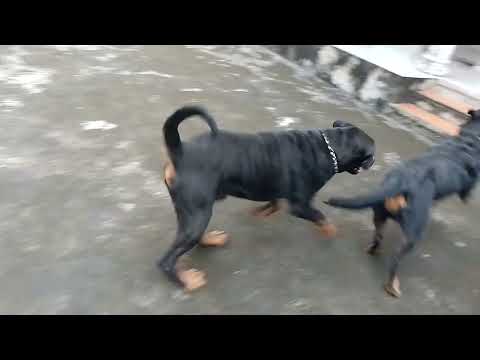 rottweiler dogs mating.rottweiler vietnam