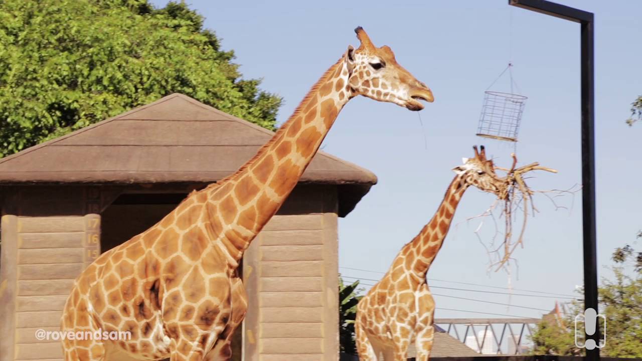 Taronga Zoo Giraffes Rove & Sam YouTube