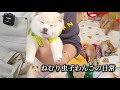眠るのに役立つかわいい犬の動画(雨の夜に眠るための動画集)Cute dog videos to help you sleep