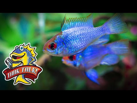 Top 10 Cichlids to keep with Community Fish