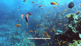 dive alive Red Sea @ ali el guoshy