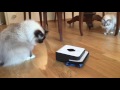 iRobot Braava 390t bumps into Sacred Birman Cat Wischroboter fährt in Katze