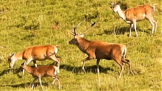 RED DEER RUT 2022 👀 Cervus elaphus