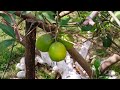 Green orange trees in my home garden #cut N Taste #trendingshort #cuttingart #deliciousfood
