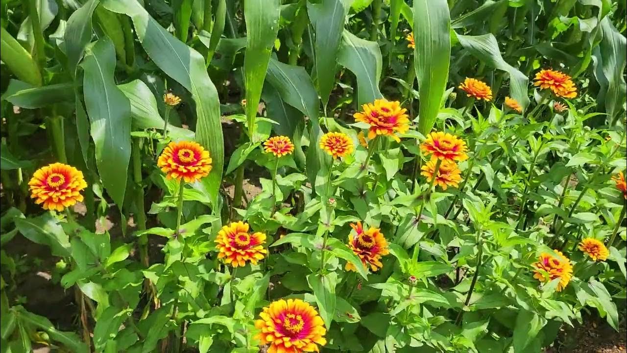garden-log-8-06-23-youtube