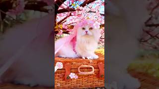 Celebrity Ruby chan hai cat version #aiscream #kawaii #kawaiicats #cute #cat #princess #japanese #catlover . Profile