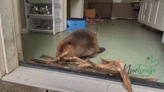 VIDEO | Nibi the beaver doesn't care for his new roommate