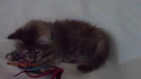 Video 356161: siberian cattery, siberian kitten, female siberian, blue siberian, litter