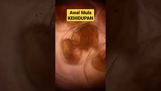 Eksperiment Zoom Telur Keong