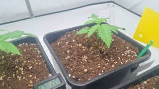 Jack Herer##anzucht #buttercream Gelato# gorillaCookie #strawberry Cookie