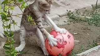 Funny kitten playing with ball.