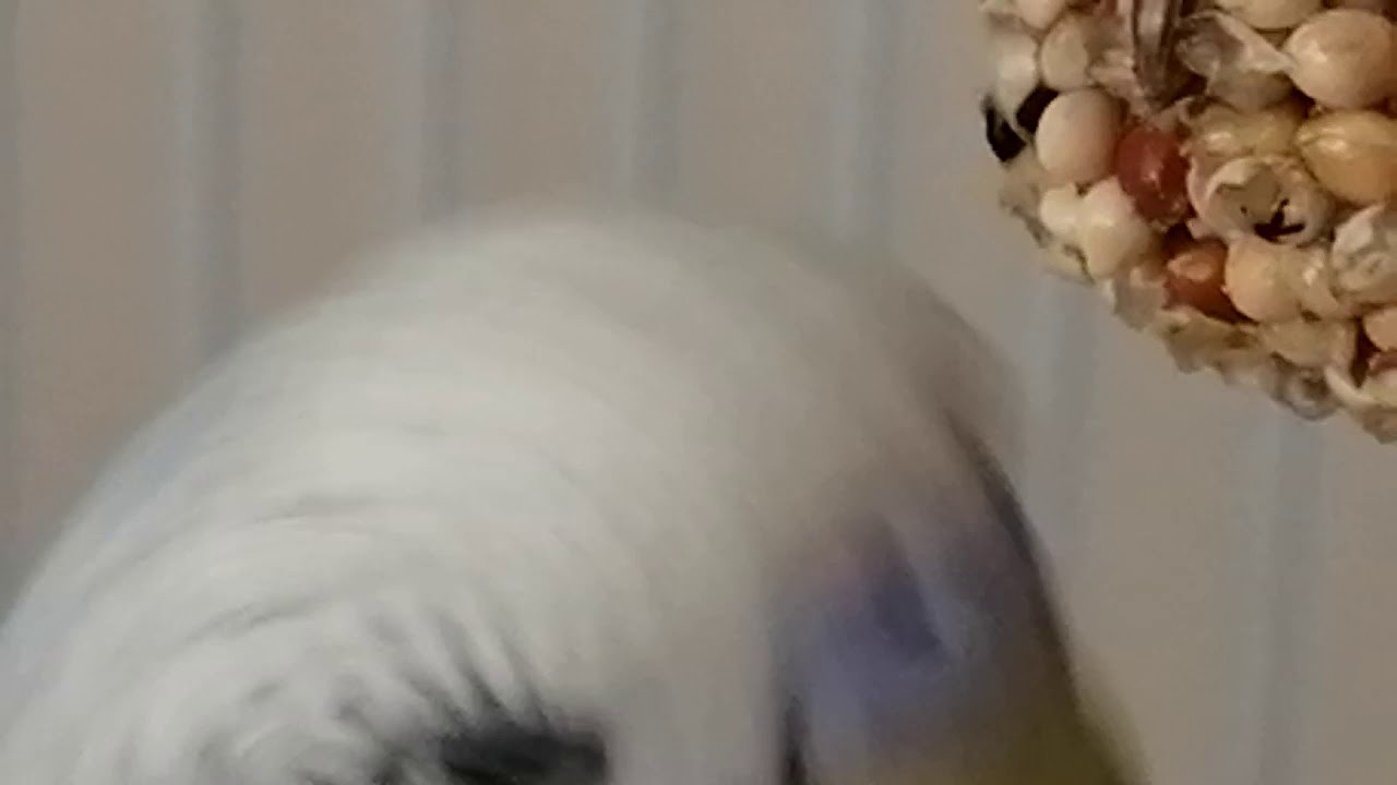 Close Up Of Cute Bird Eating