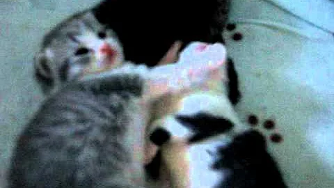 Watch the video about British Shorthair kittens.MPG