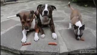 LOL Really Funny Animal Gif Videos!  #1