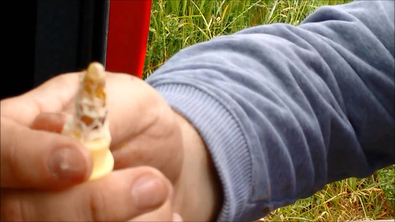 Wochenendimker Weiselzucht Tag 16 (Sonntag) - Geschlüpfte Königin in Begattungsvolk einweiseln