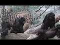 Zoo am Meer: Schimpansen - Polarfuchs