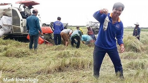 Gặt lúa vụ ba và cảnh bắt chuột đồng.người miền tây.minh khôi vlogs