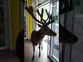 Олень Борис прийшов в магазин по яблука. Boris the deer came to the store to get apples. #shorts